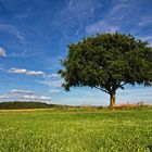 Der einzelne Baum