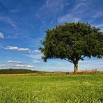 Der einzelne Baum