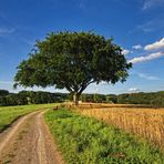 Der einzelne Baum II