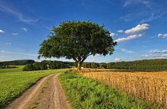 Der einzelne Baum II