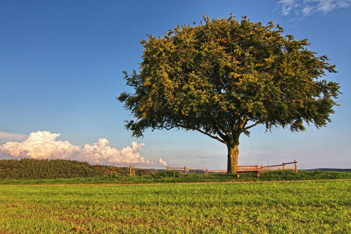 Der einzelne Baum III