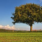 Der einzelne Baum III