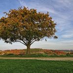 Der einzelne Baum IV