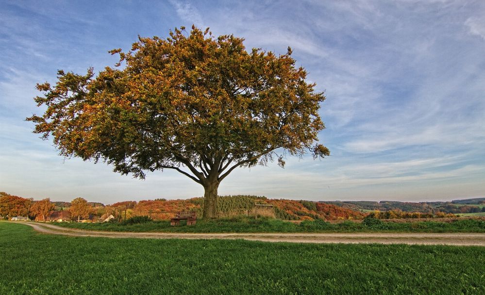 Der einzelne Baum IV