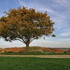 Der einzelne Baum IV