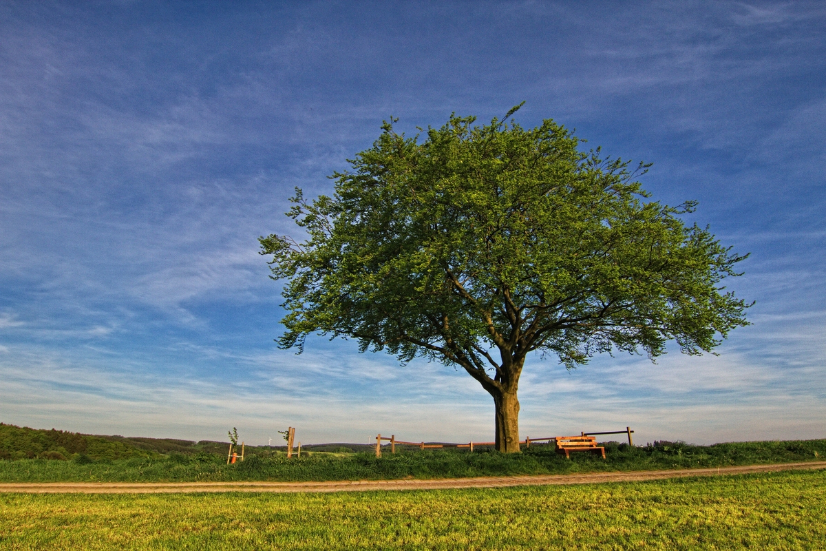 Der einzelne Baum und die Bank.