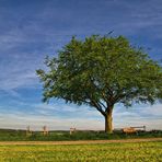 Der einzelne Baum und die Bank.