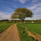 Der einzelne Baum V