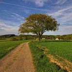 Der einzelne Baum V