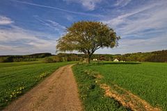 Der einzelne Baum V