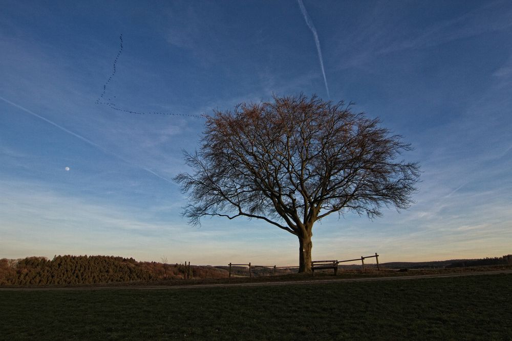 Der einzelne Baum VI 