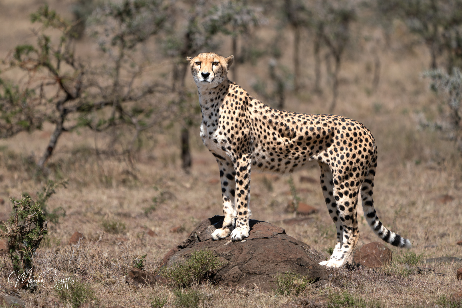 Der einzigartige Gepard 