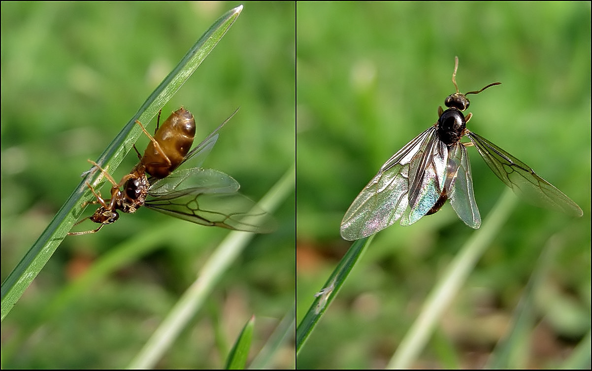 Der einzige Flug...