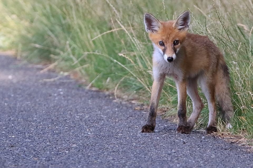 Der einzige Jungfuchs