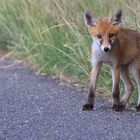 Der einzige Jungfuchs