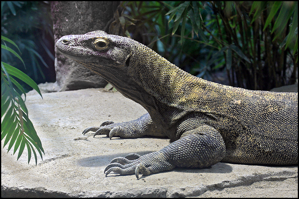 Der einzige Komodo Waran in Deutschland