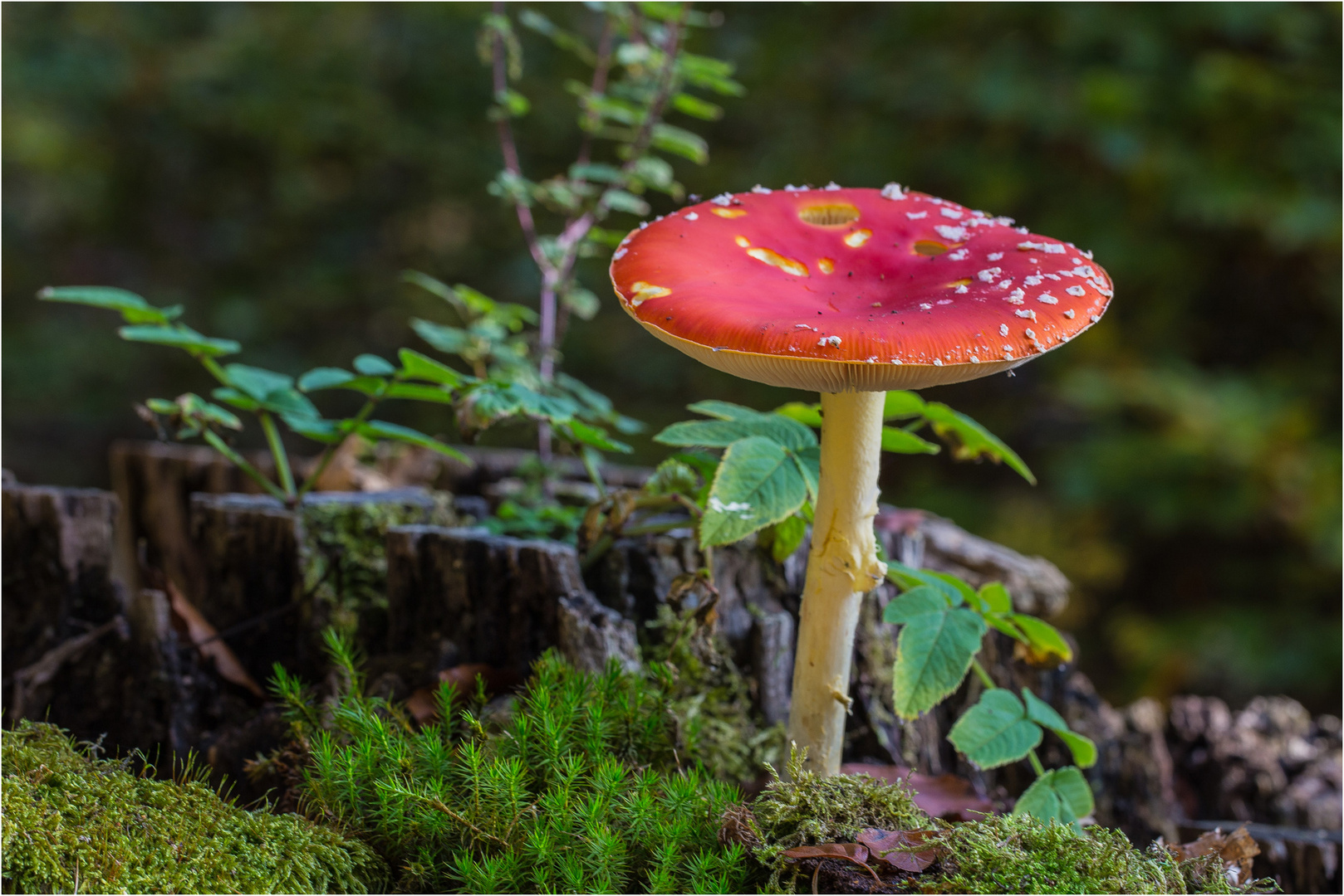 Der einzige Pilz der fliegen kann