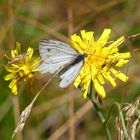 Der einzige Schmetterling