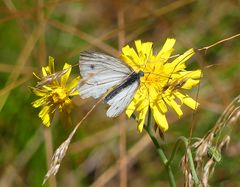 Der einzige Schmetterling