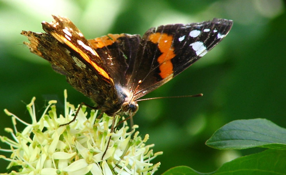 Der einzige Schmetterling, den ich je erwischt habe