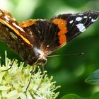 Der einzige Schmetterling, den ich je erwischt habe