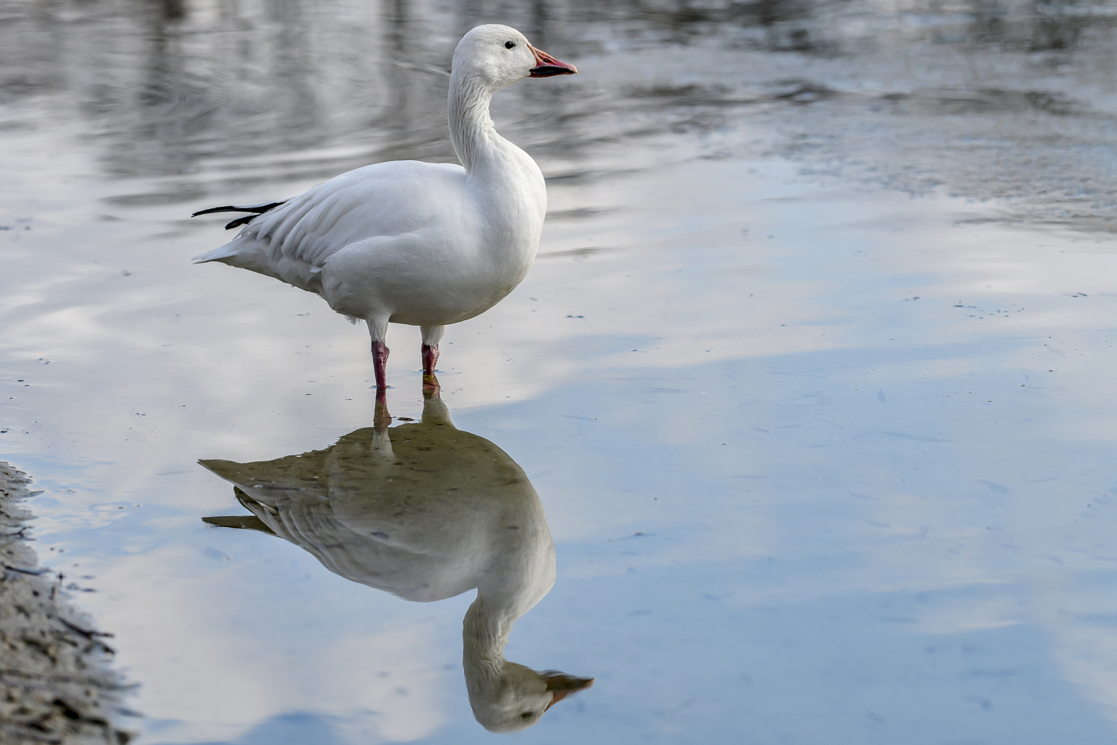 Der einzige Schnee