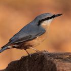 Der einzige Vogel, der kopfüber am Baumstamm laufen kann