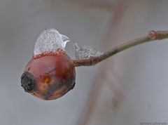 Der Eis- Vogel