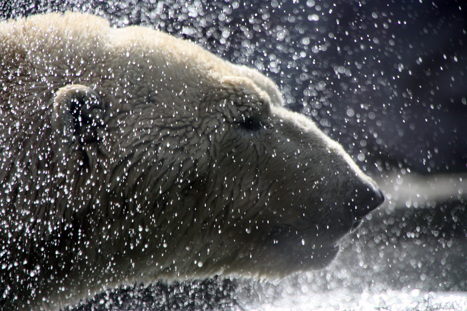 Der Eisbär