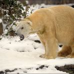 Der Eisbär [15] ...