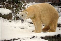 Der Eisbär [15] ...