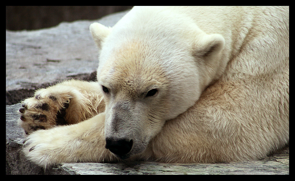 Der Eisbär ...