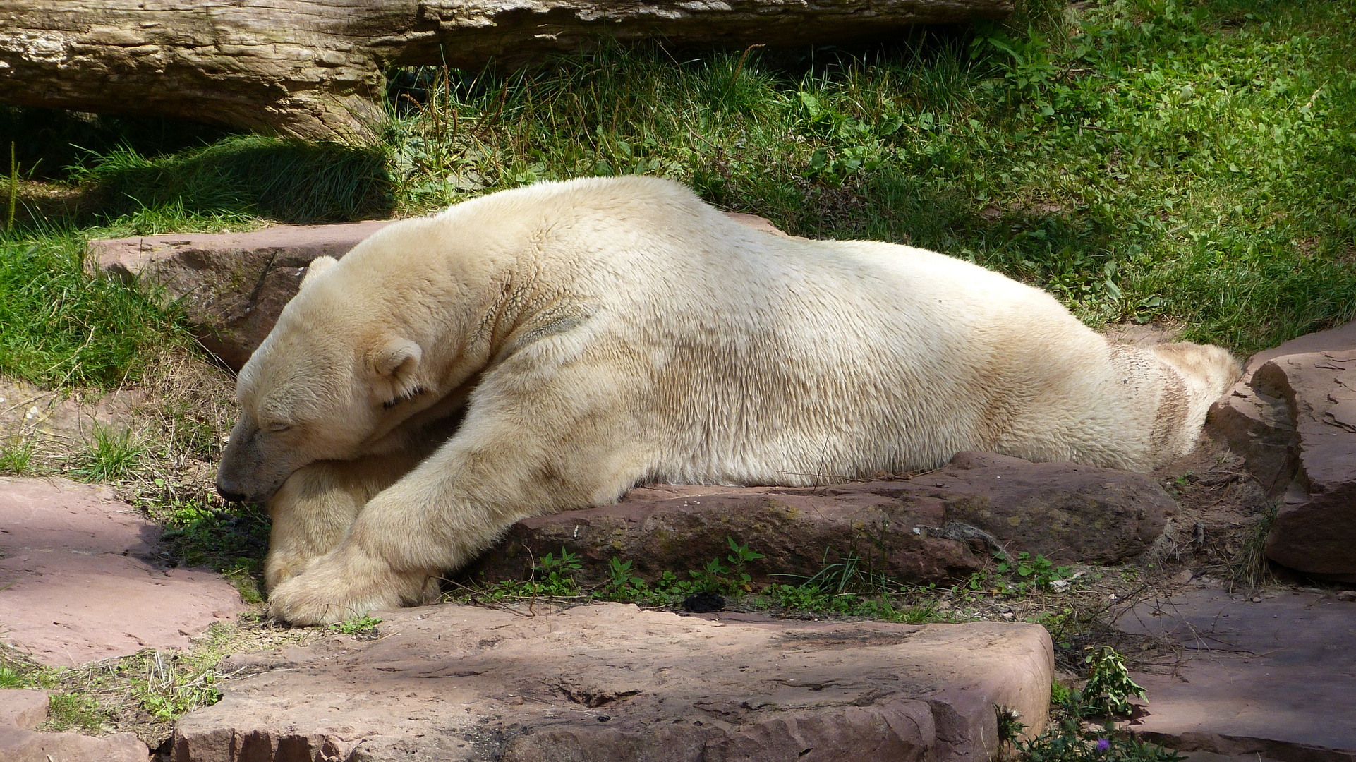 der Eisbär 3