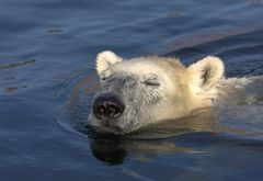 Der Eisbär