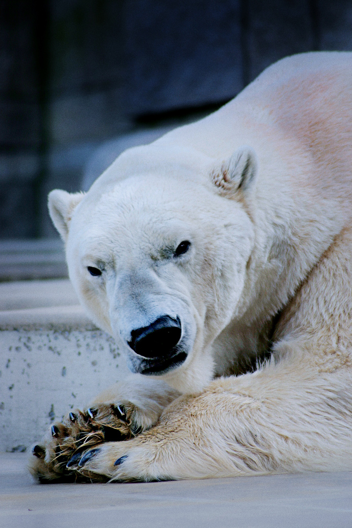 Der Eisbär