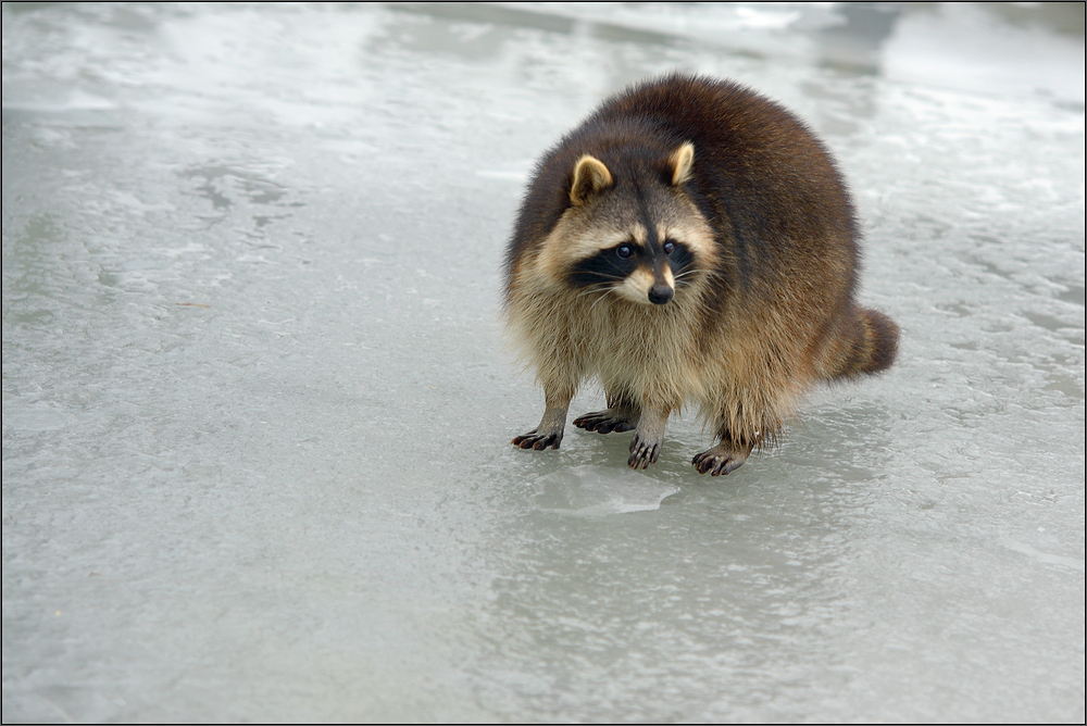 Der Eisbär ...