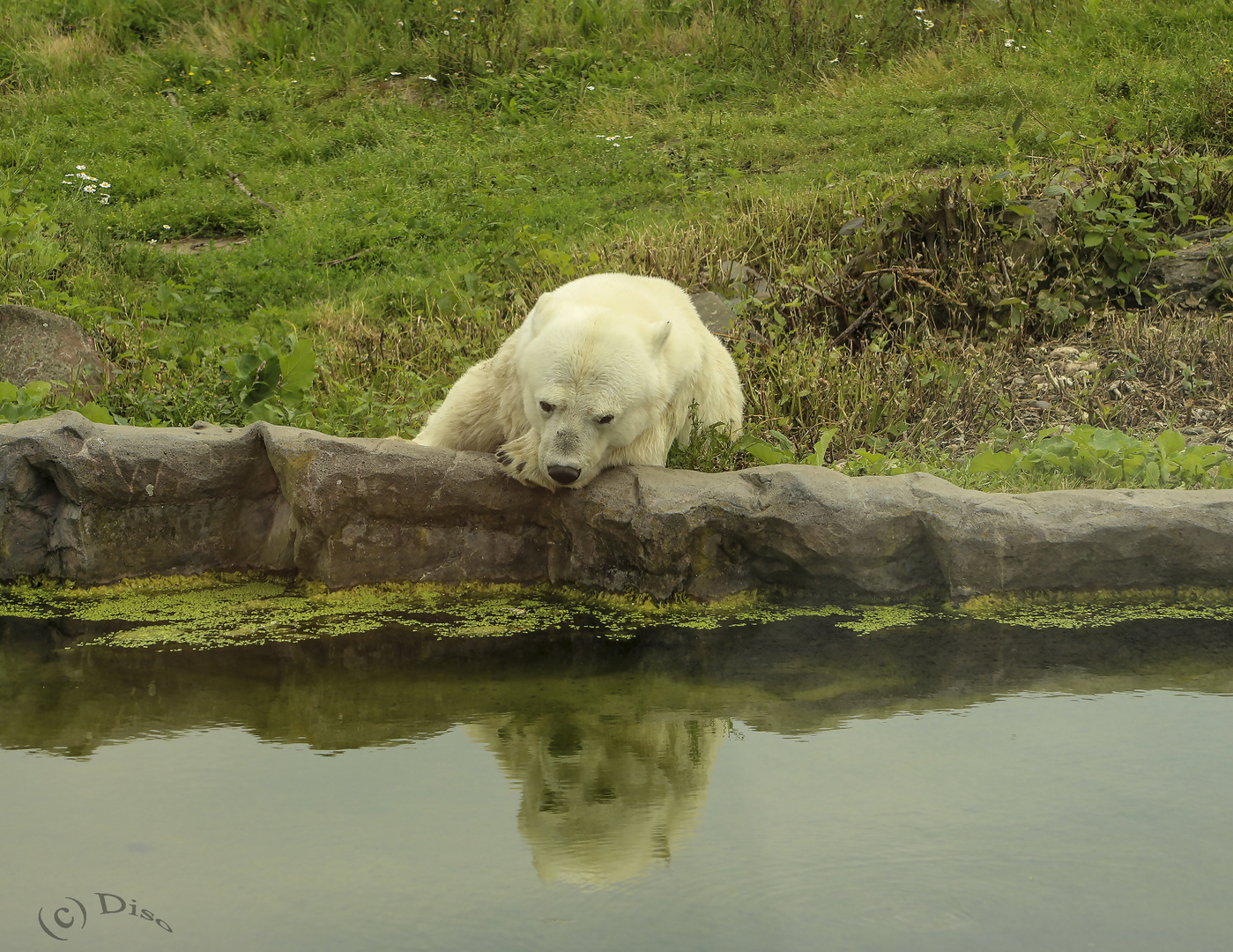 Der Eisbär