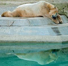 Der Eisbär