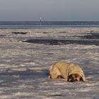 Der Eisbär