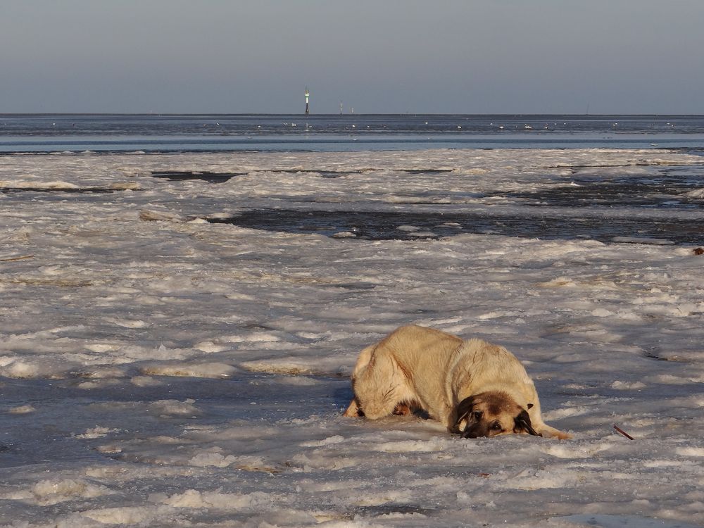 Der Eisbär