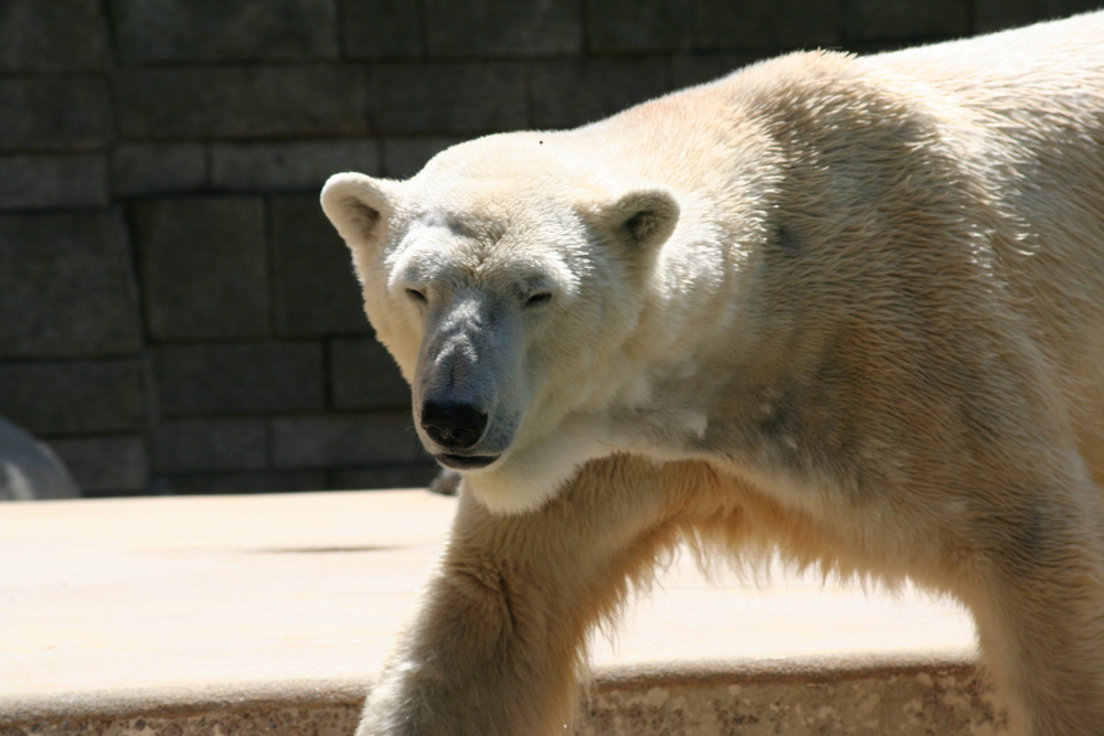 Der Eisbär