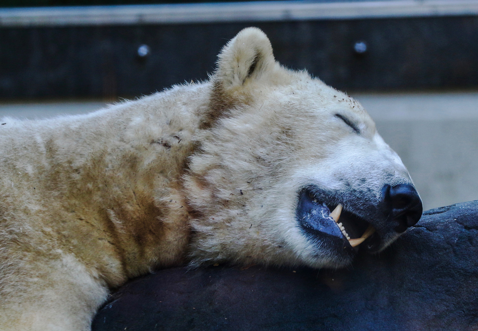 Der Eisbär.....