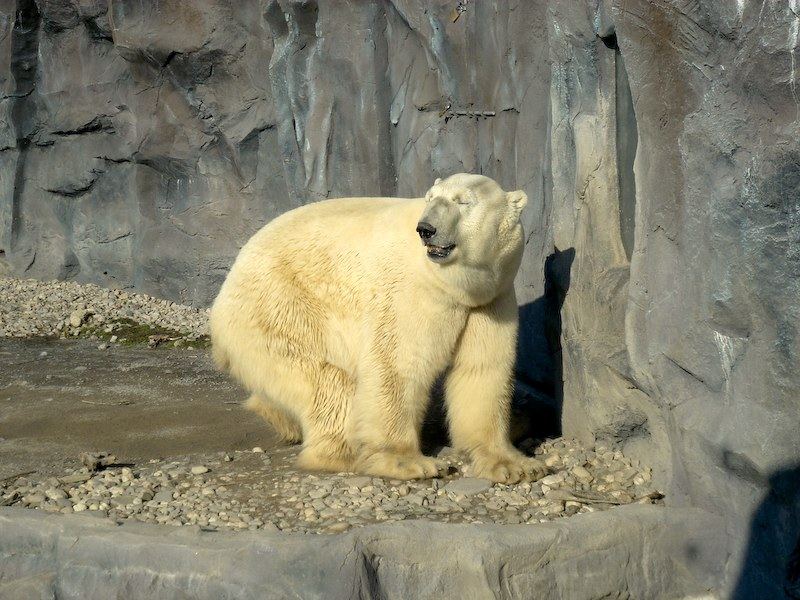 Der Eisbär.......