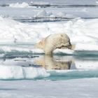 Der Eisbär prüft die Wassertemperatur