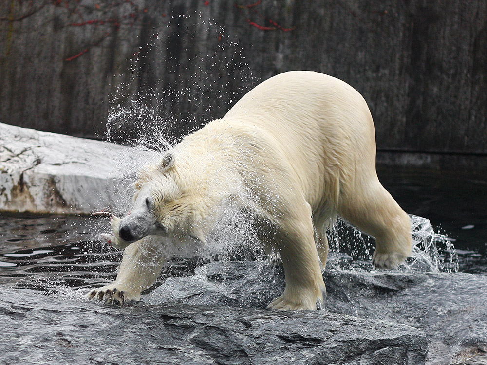 Der Eisbär und die Ratte