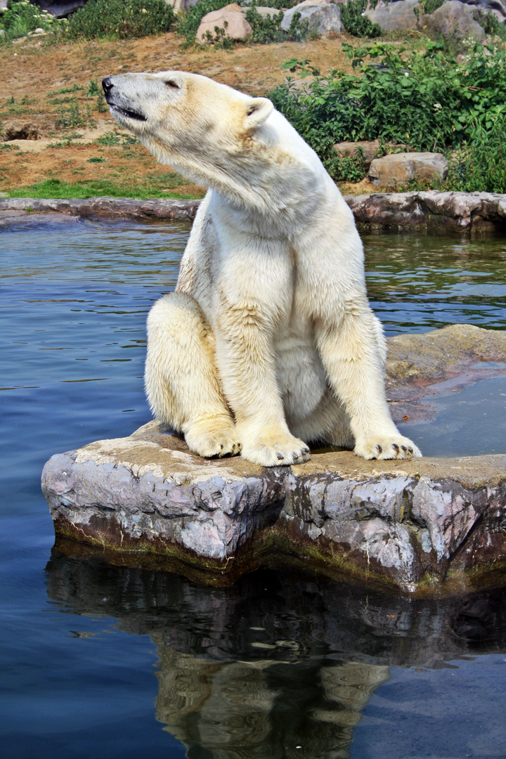 Der Eisbär (Ursus maritimus)