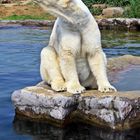 Der Eisbär (Ursus maritimus)