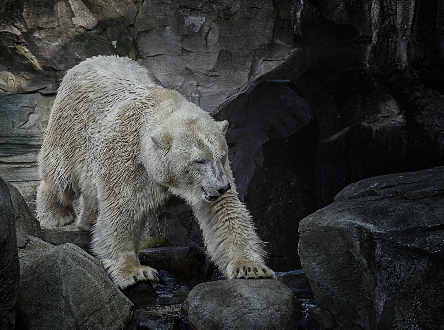 Der Eisbär (Ursus maritimus)