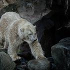 Der Eisbär (Ursus maritimus)