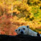 Der Eisbär, verkehrte Welt?